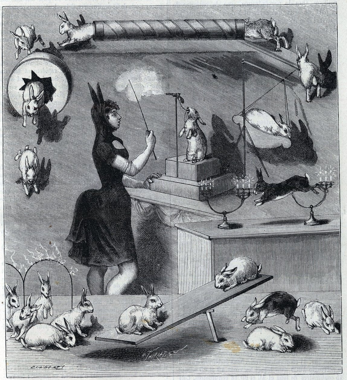 Les rabbits dresses du Nouveau Cirque i Paris: tramper i kaninkostym som lär djuret de olika siffrorna. Gravyr i "" La Nature"" 1890. Privat samling. av Unknown artist