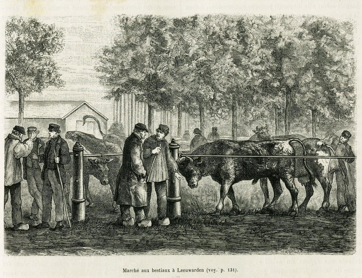 Boskapsvandring i Leeuwarden (Nederländerna). Gravyr för att illustrera historien La Frise, baserad på ett förhållande från en holländsk tidning, i le tour du monde 1886, regisserad av Edouard Charton (1807-1890), Hachette, Paris. av Unknown artist