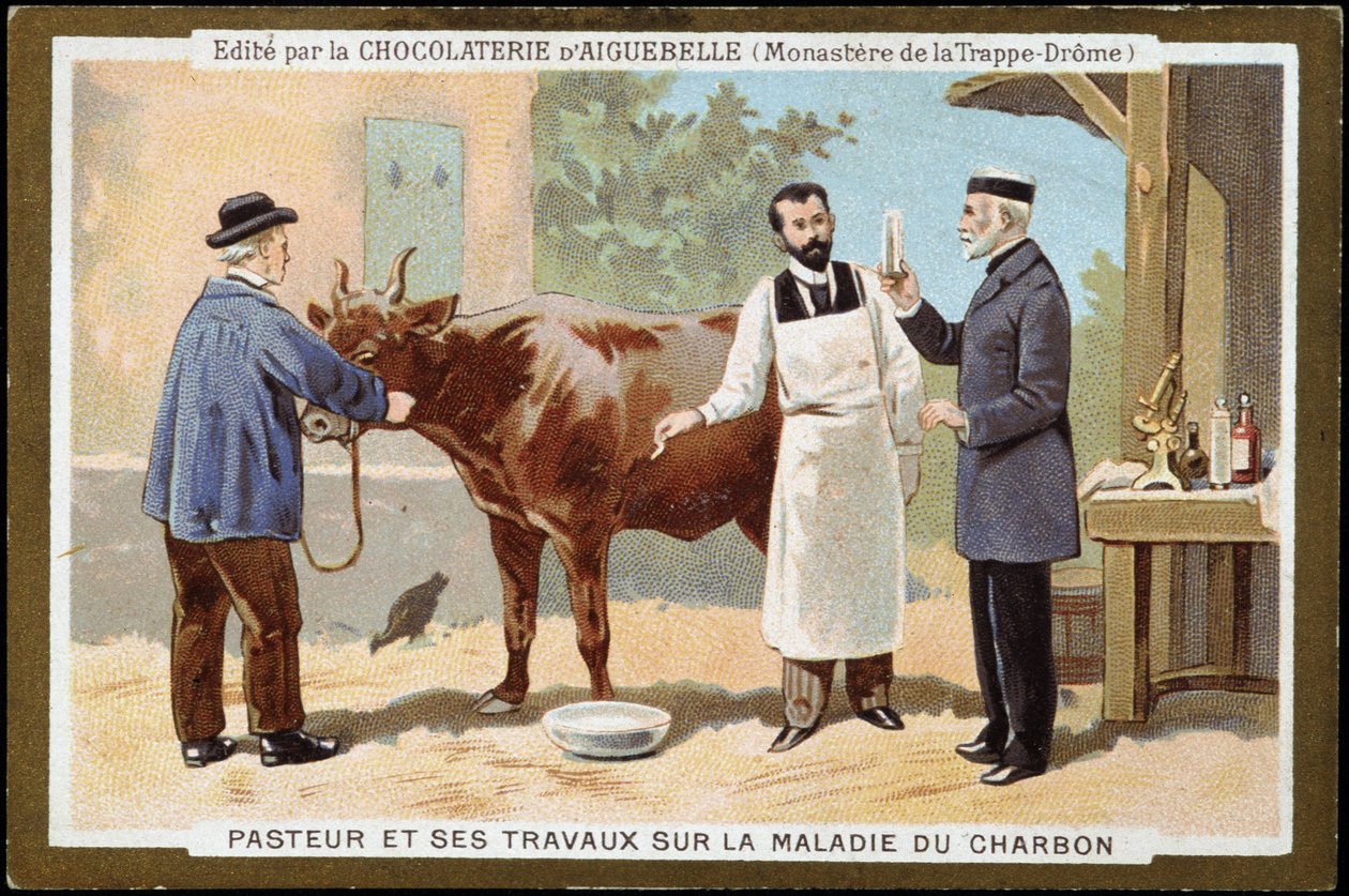 Louis Pasteur och hans arbete om kolsjuka - reklametikett för Chocolats d