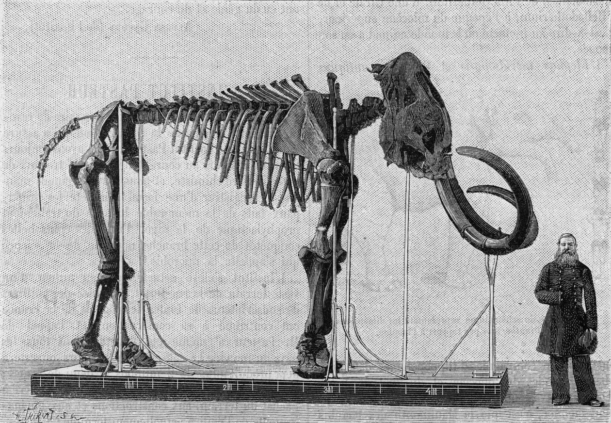 Mammothskelett (elephas primigenius) upptäckt på Ishavets strand nära floden Lenas mynning och rapporterades 1806 till Museum of Science Academy of St. Petersburg (St. Petersburg) av Mr. Adams. (Från ett fotografi). Gravering i av Unknown artist