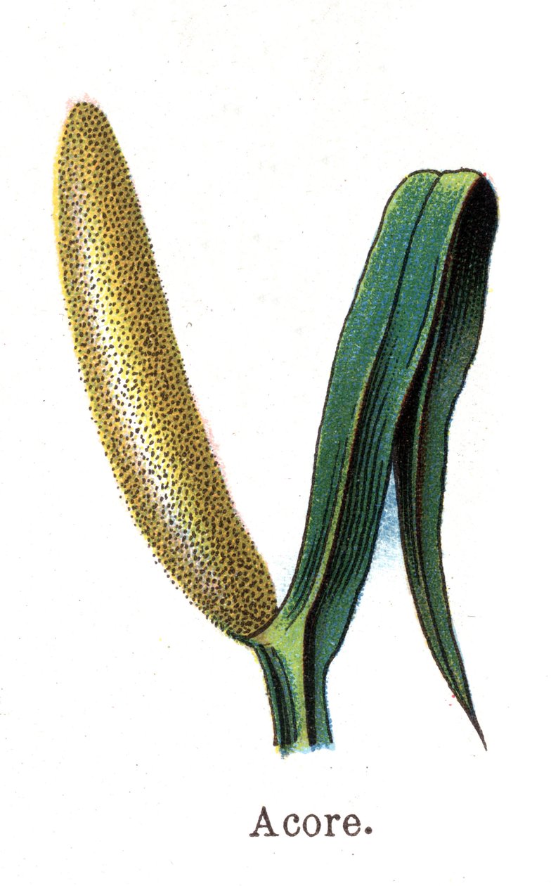 Läkemedel och mat botaniska växter: acore. Gravyr i "" La medication naturelle"", av Friedrich Eduard Bilz (1842-1922) av Unknown artist