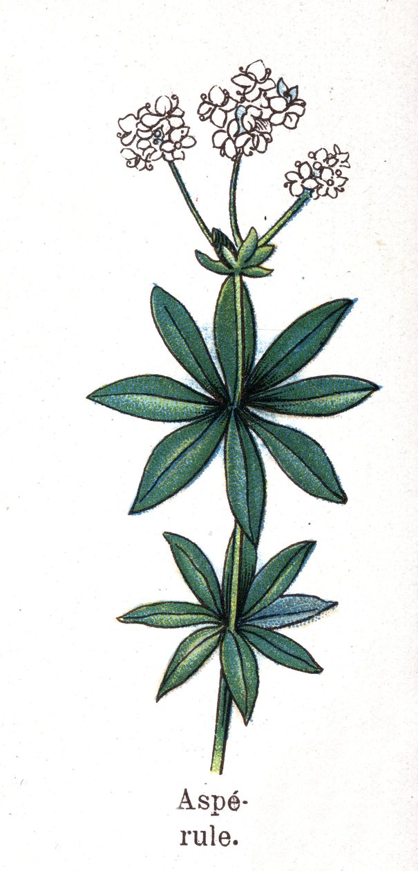 Läkemedel och mat botaniska växter: asperula. Gravyr i "" La medication naturelle"", av Friedrich Eduard Bilz (1842-1922) av Unknown artist