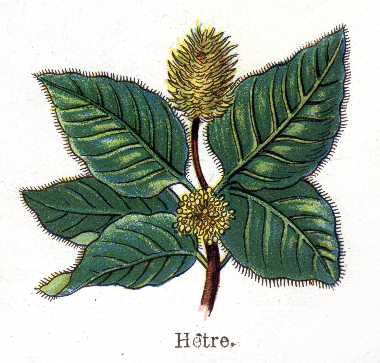 Läkemedel och mat botaniska växter: bok. Gravyr i "" La medication naturelle"", av Friedrich Eduard Bilz (1842-1922) av Unknown artist
