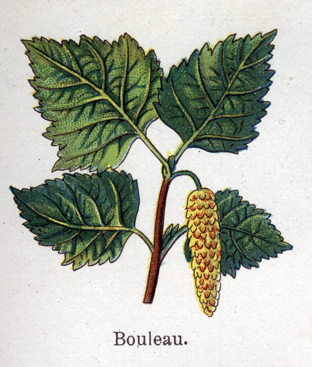 Läkemedel och mat botaniska växter: björk. Gravyr i "" La medication naturelle"", av Friedrich Eduard Bilz (1842-1922) av Unknown artist