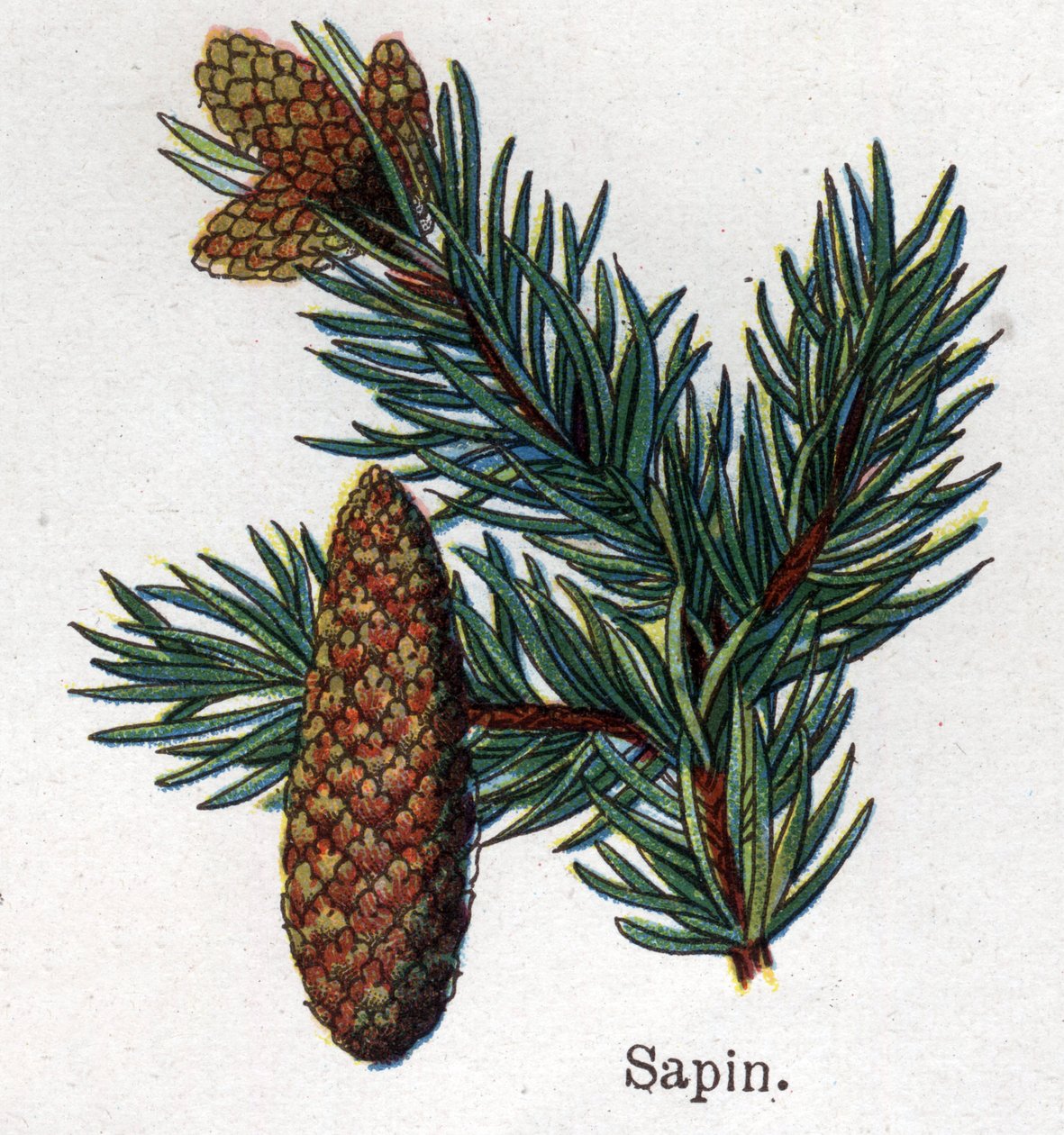 Läkemedel och mat botaniska växter: gran. Gravyr i "" La medication naturelle"", av Friedrich Eduard Bilz (1842-1922) av Unknown artist