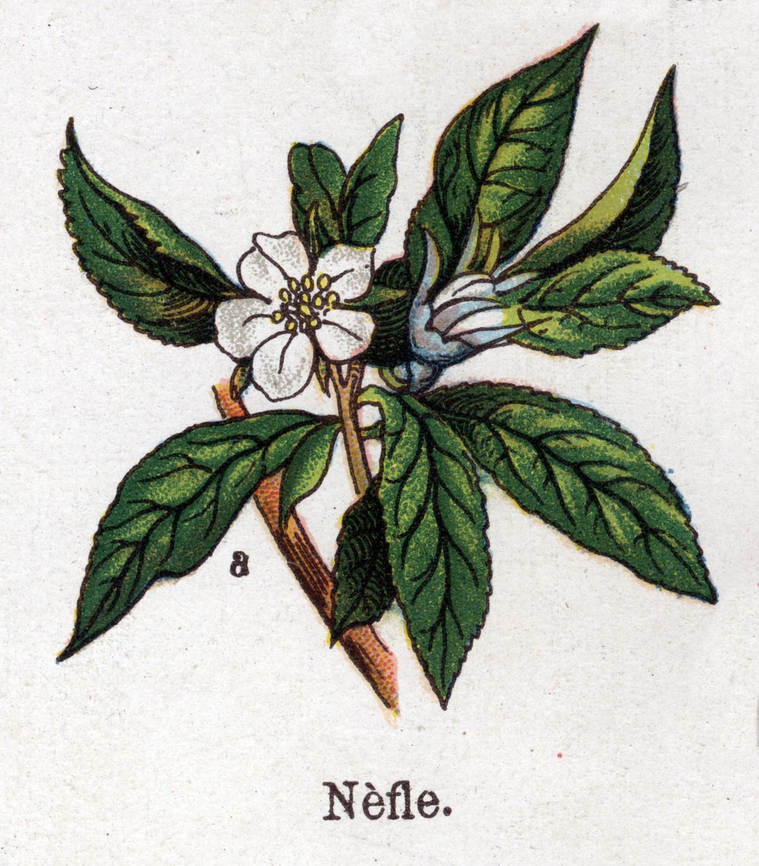 Läkemedel och mat botaniska växter: nefle. Gravyr i "" La medication naturelle"", av Friedrich Eduard Bilz (1842-1922) av Unknown artist