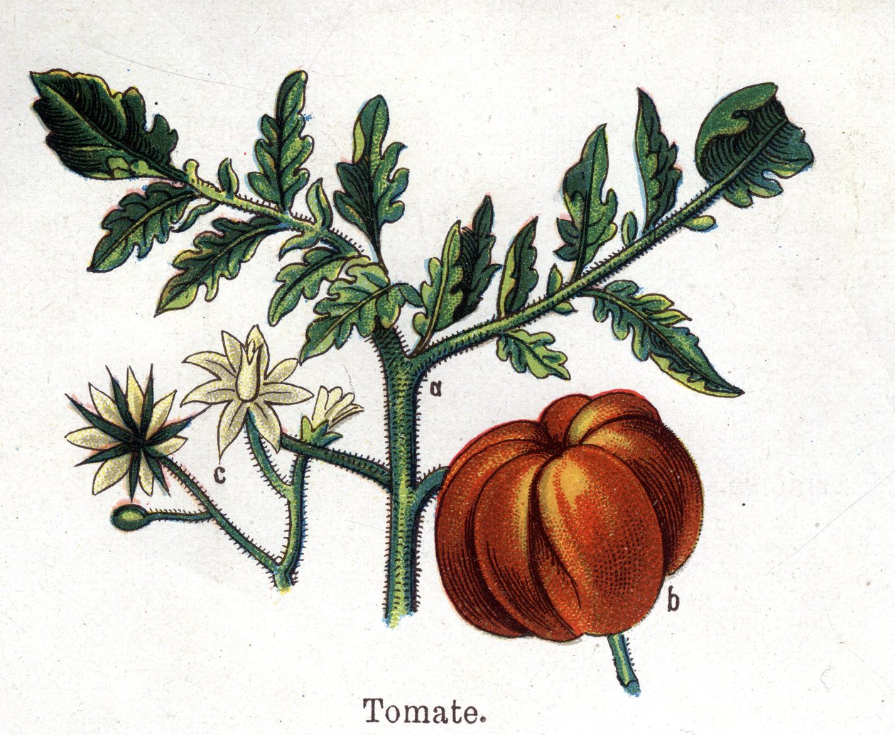 Läkemedel och mat botaniska växter: tomat. Gravyr i "" La medication naturelle"", av Friedrich Eduard Bilz (1842-1922) av Unknown artist