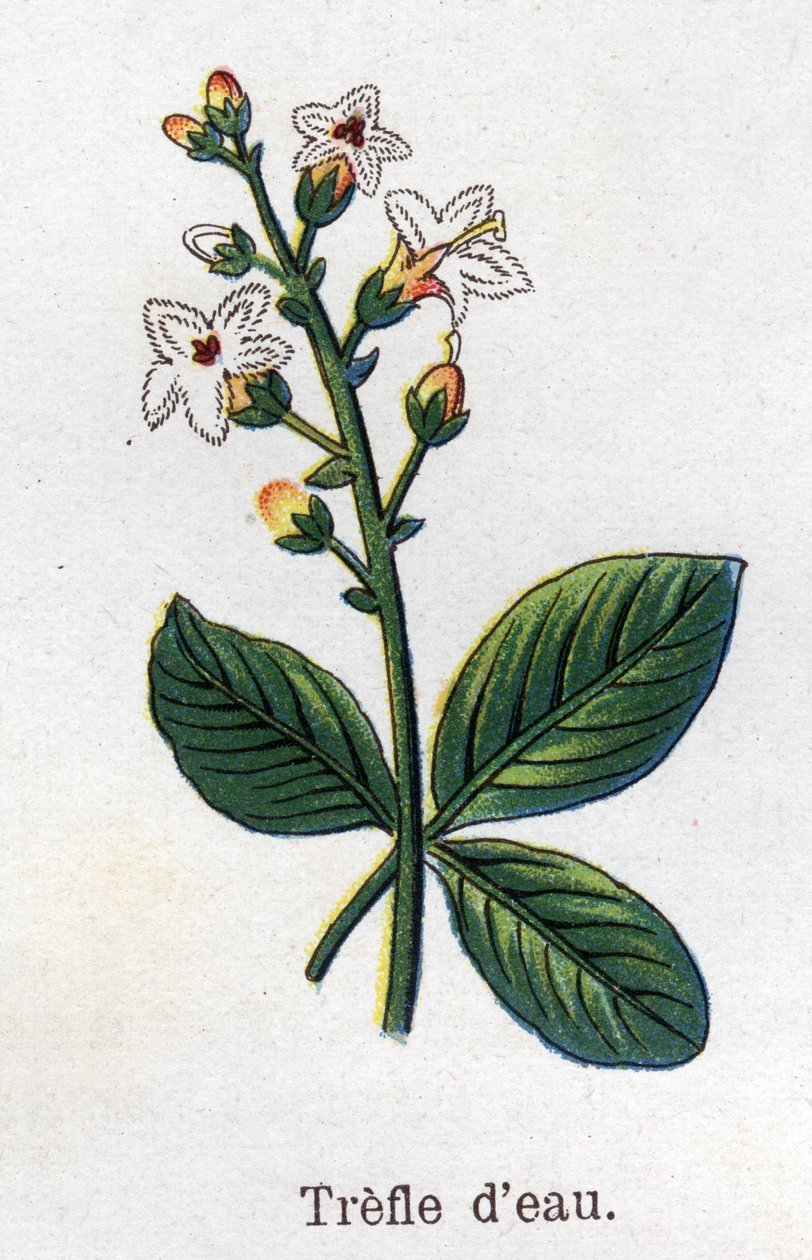 Läkemedel och mat botaniska växter: vattenklöver. Gravyr i "" La medication naturelle"", av Friedrich Eduard Bilz (1842-1922) av Unknown artist