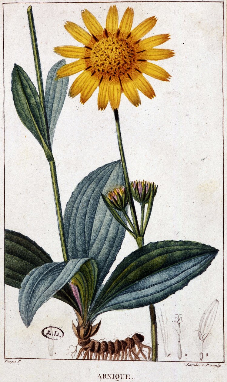 Medicinalväxt: Arnic (eller arnica) - botanisk tavla, sent 1800-tal. av Unknown artist