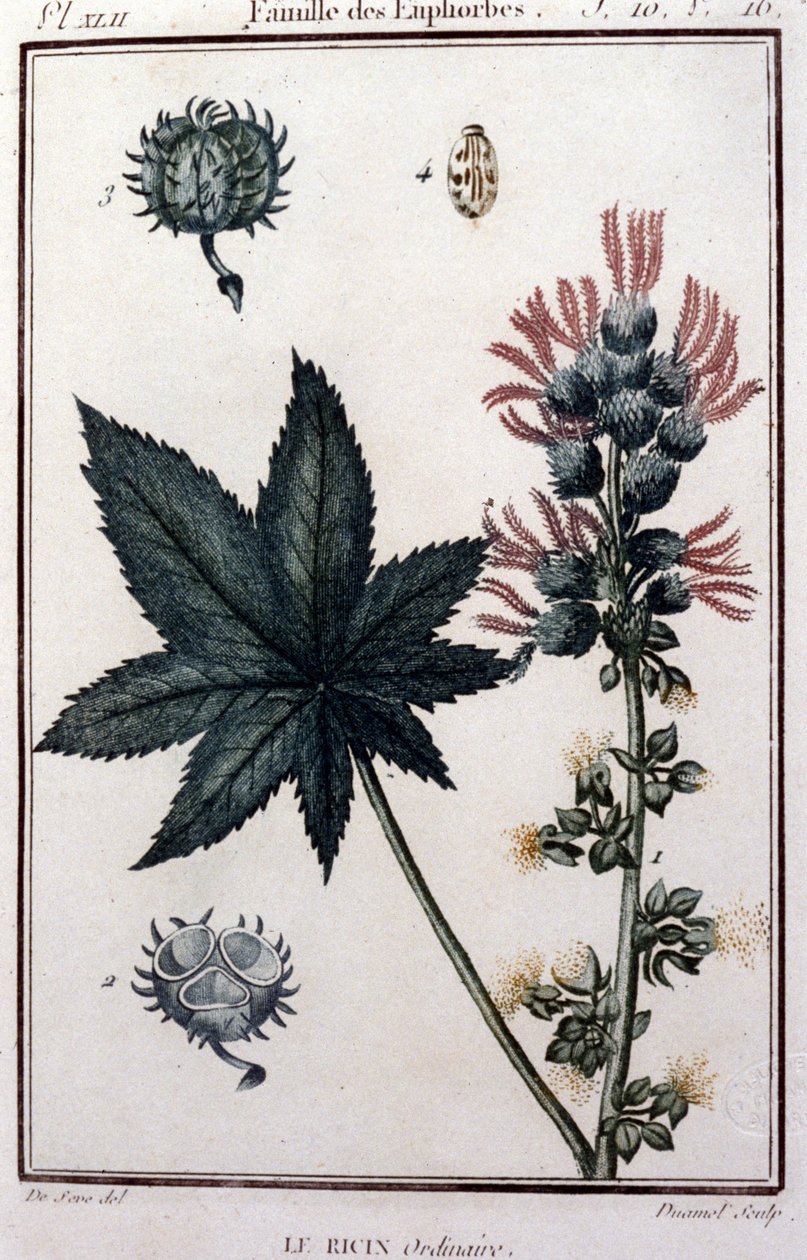 Medicinalväxter: vanligt hjul. Euforbisk familj. 1800-talets botaniska styrelse av Unknown artist