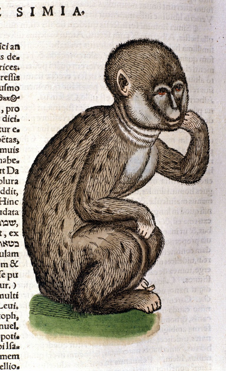 Apa efter Historia Animalium av Conrad Gesner, Tiguri 1560. Biblioteca Nazionale Braidense. Milano av Unknown artist