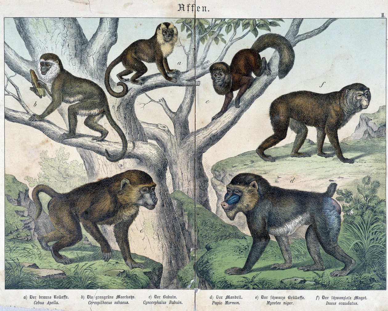 Apor: apor... - i "" Natural histories of mammals"", red. Schreiber av Unknown artist