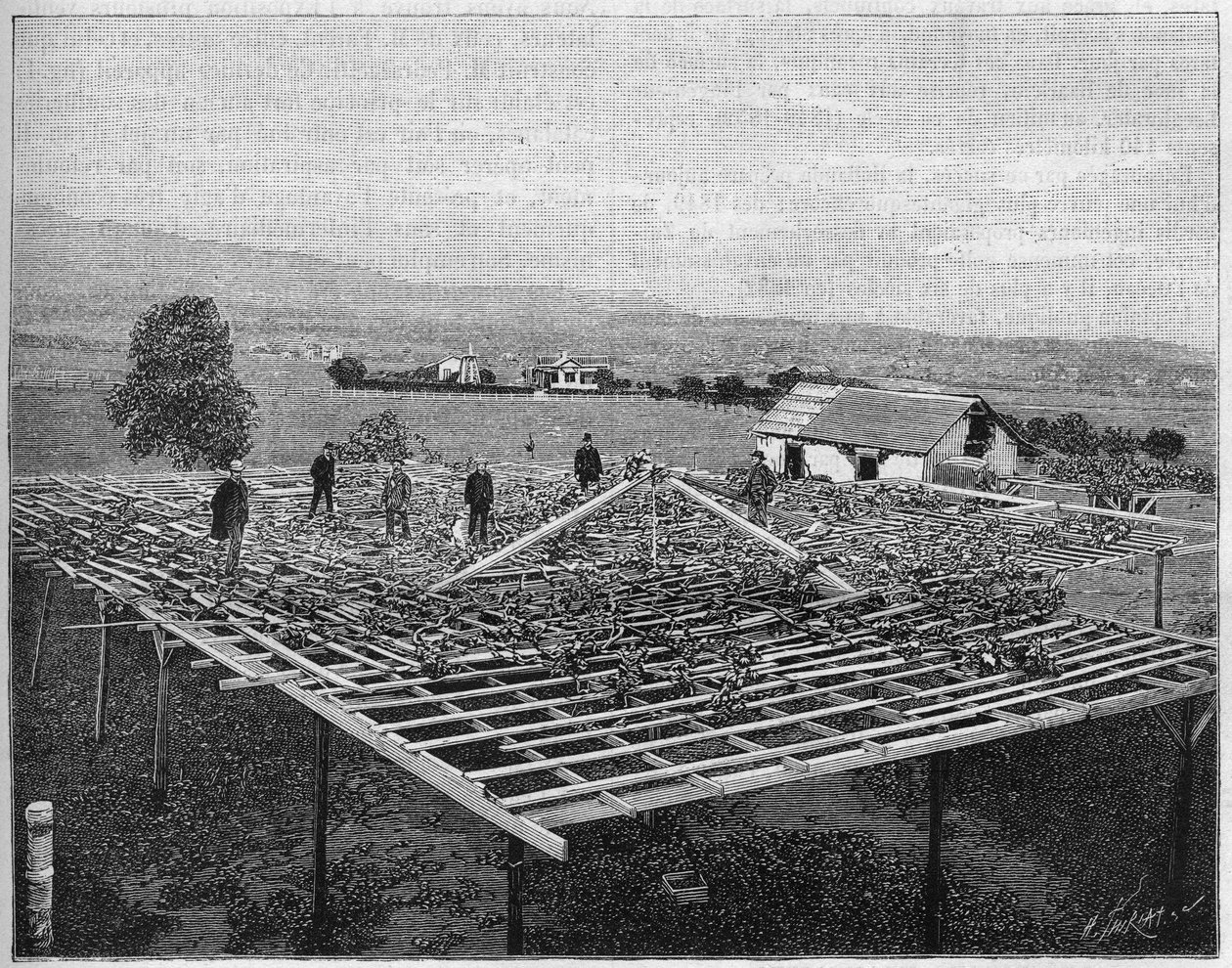 Montecito Vineyard i Kalifornien 1888. i "Nature" från 1888. av Unknown artist