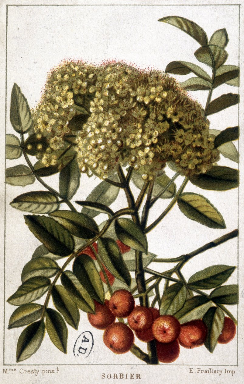 Bergaska - botanisk tavla av Unknown artist