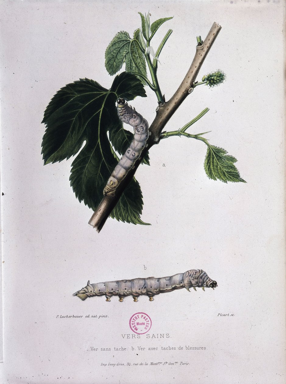 Mullbär och silkesmask - Study of Pasteur av Unknown artist