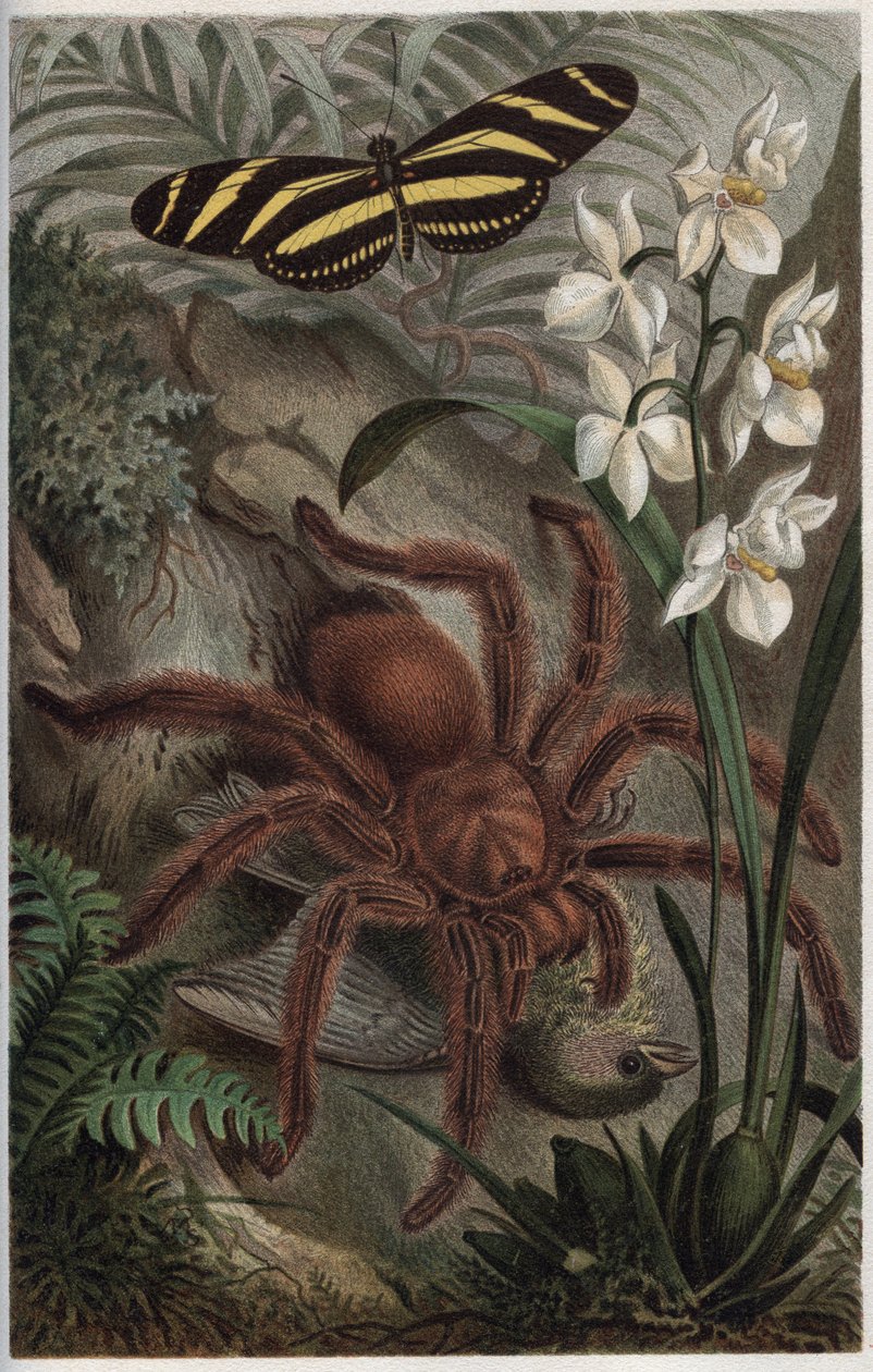 Mygalomorphae (Orthognatha) - gravyr från "" Brehms djurliv" av Alfred Edmund Brehm (1829-1884) av Unknown artist