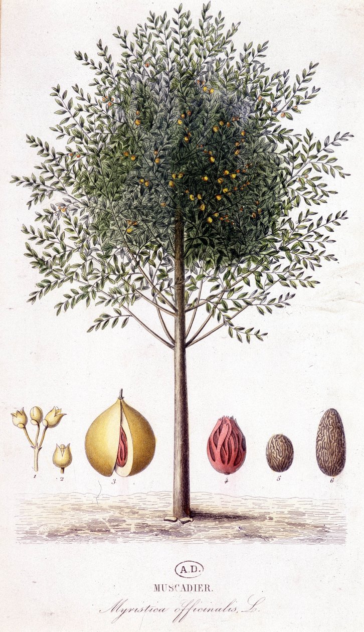Myristica fragrans - Muscadier (Myristica officinalis). botaniska styrelsen av Unknown artist