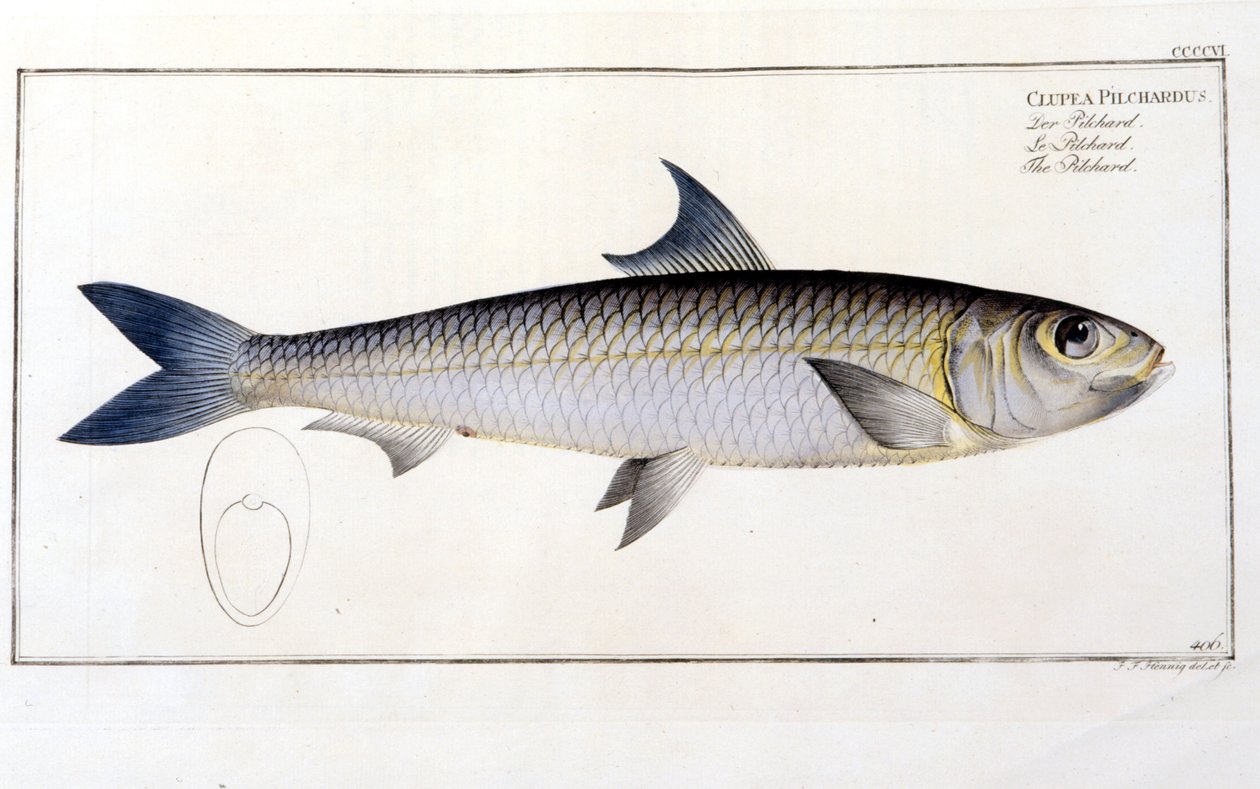Natural History Plate: The Pilchard efter Blochs "Ichtiology". Gravyr av 1800-talet. av Unknown artist