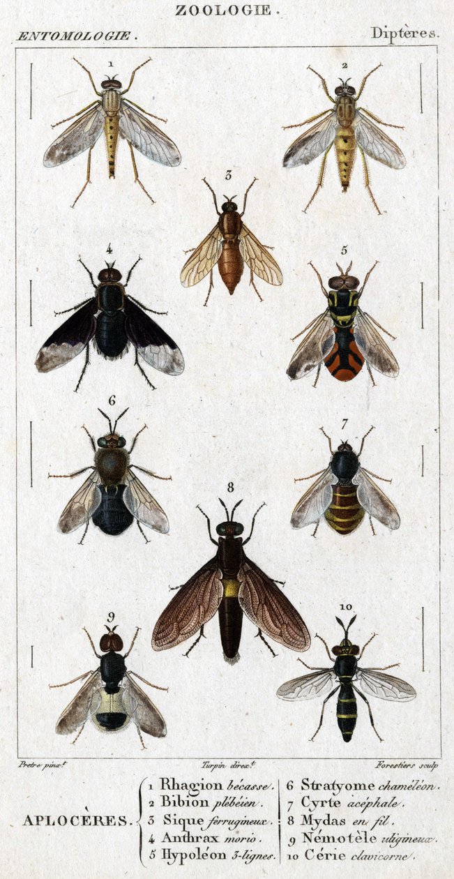 Naturhistorisk styrelse. Entomologi. Dipteres familj. Aploceres: 1. Rhagion bok; 2. Plebeien bion; 3. Järnhaltig Sic; 4 Anthrax morio; 5. Hypoleon 63 linjer; 6. Stratyome kameleont; 7; Cyrte acefal; 8. Mydas i tråd; 9. Utiginous nemotele; 10. clavicorn ce av Unknown artist