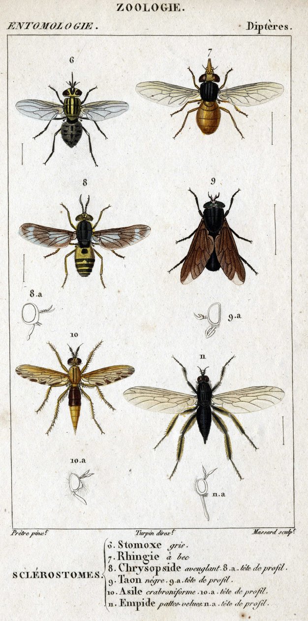 Naturhistorisk styrelse. Entomologi. Dipteres familj. Sklerostome: 6. Grå stomox; 7. Näbb rhingia; 8. Blindande krysopsid; 8a. profilhuvud; 9. Taon negre; 9a. profilhuvud; 10. Crabroniforme asyl; 10a. profilhuvud; 11. Emboid håriga ben; n.a. av Unknown artist