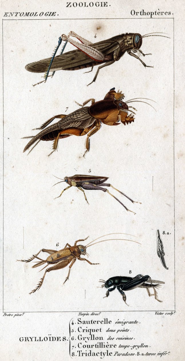 Naturhistorisk styrelse. Entomologi. Familj av ortoptrar. Grylloides: 4. Emigrerande gräshoppa; 5. Gräshoppa två poäng; 6. Gryllon från köken; 7. Gryllon mol buljong; 8. Tridactyl paradox; 8a. sämre tarsus. av Unknown artist