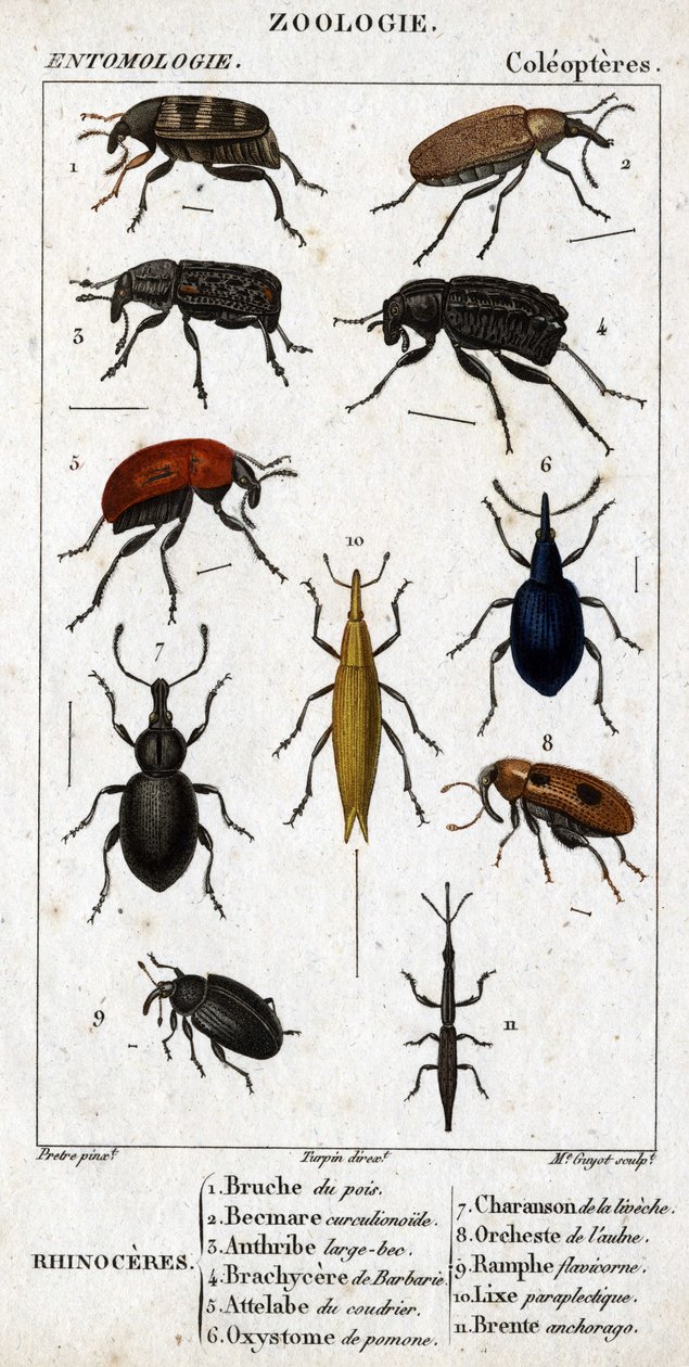 Naturhistorisk styrelse. Entomologi. Coleopterernas familj. Noshörningar: 1. Ärtbruche; 2. Beemare curculionoid; 3. Anthribe stor näbb; 4. Prickly Brachycere; 5. Coudriers Attelabra; 6. Pomone oxystoma; 7. Liveche charanson; 8. Alor-orkester; 9. av Unknown artist