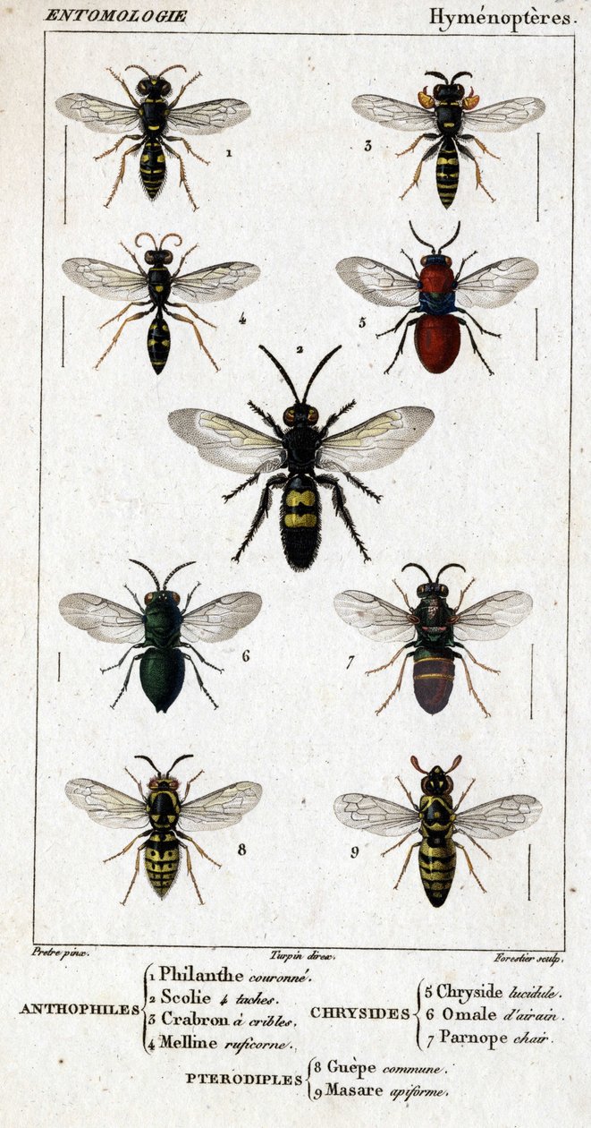 Naturhistorisk styrelse. Entomologi. Hymenopteres familj. Antofiler: 1. Filantkrona; 2. Scile 4 fläckar; 3. Screening crabron; 4 Melline ruficorne. Chryside: 5. Lugnande Chryside; 6. Hjärnomalum; 7. Parnope kött. Pterodiples: 8. gemensamt område; 9. Masar av Unknown artist