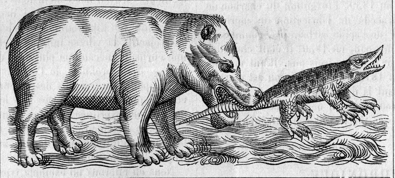 Nilen flodhäst. (Efter Pierre Belon av Unknown artist
