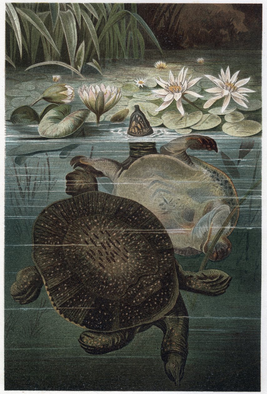 Nile Softshell Turtle - Den afrikanska softshell-sköldpaddan eller Nile softshell-sköldpaddan (Trionyx triunguis) - gravyr från "" Brehm