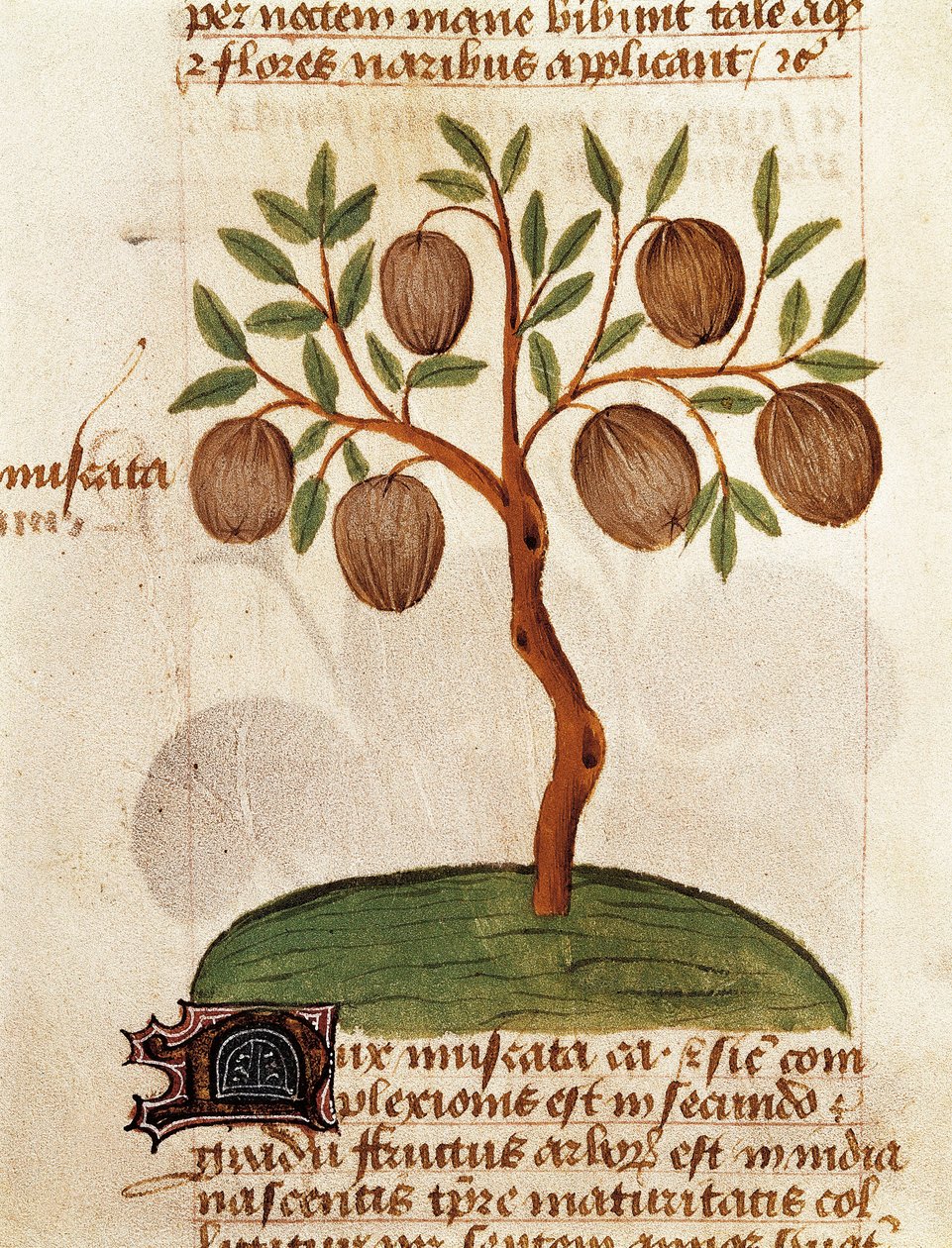 Muskotnöt, Beskrivning av medicinalväxter och hur man förbereder dem. Sida från manuskriptet "Treatise on herbs" (Tractatus de herbis) av Pedanius Dioscorides av Unknown artist