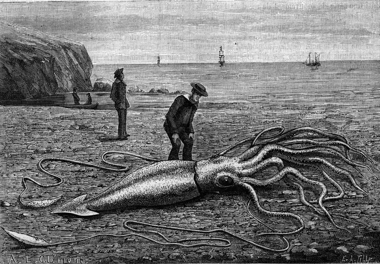 Bläckfisk vid Newfoundlands kust, Newfoundland: "" Architeuthis princeps"". Gravyr i "" Nature: granskning av vetenskaperna och deras tillämpningar på konst och industri "" av 9 juni 1883. av Unknown artist