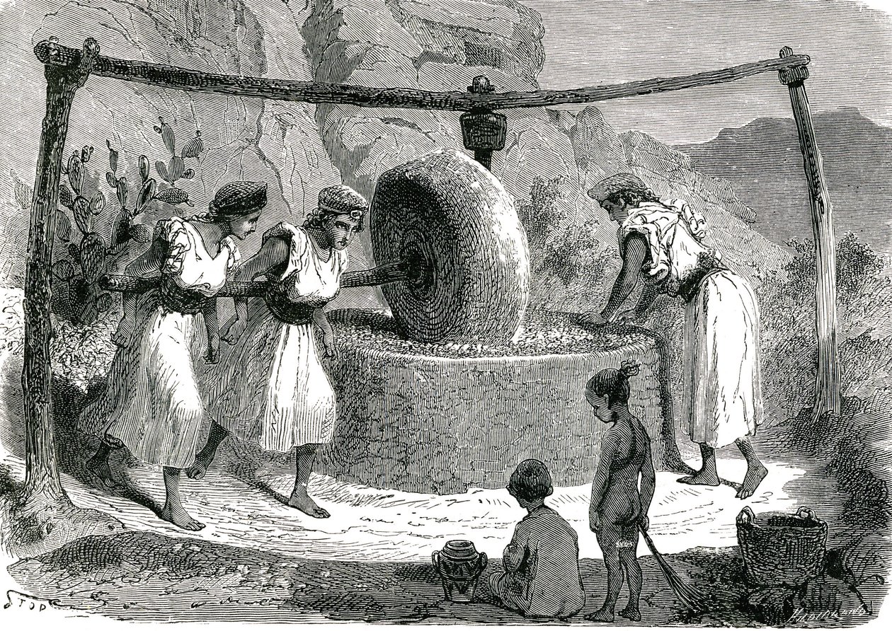 Olivkvarn i Algeriet 1885 av Unknown artist