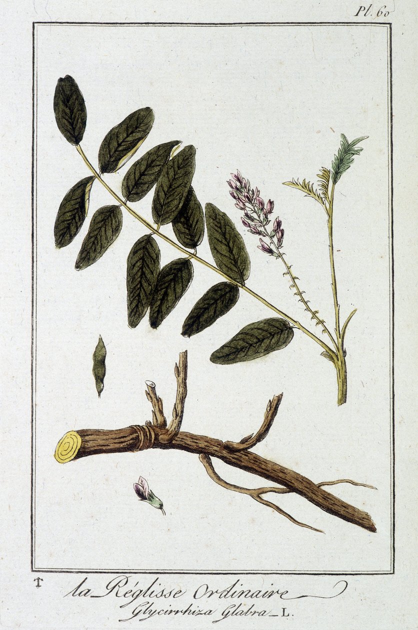 Ordinary liquisse (Glycyrrhiza glabra) - i "Exercices in botany for the use of traders", redigerad av J.C. Philibert, Imprimerie de Crapelet, Paris av Unknown artist