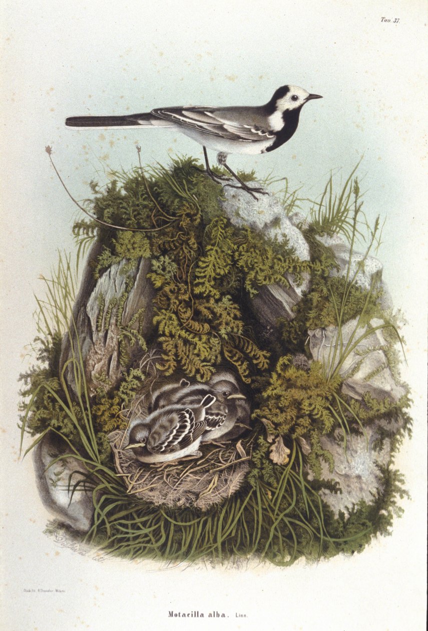 Ornitologi: en grå bergeronnet (motacilla alba) nära sina ungas bo. 1800-talets zoologinämnd av Unknown artist