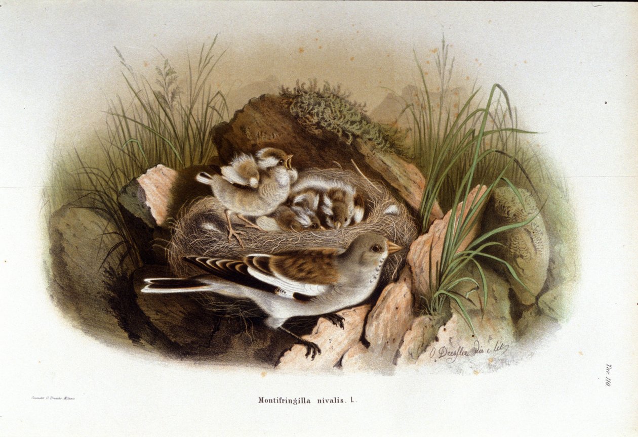 Ornitologi: en alpin niverolle nära sina ungas bo. av Unknown artist
