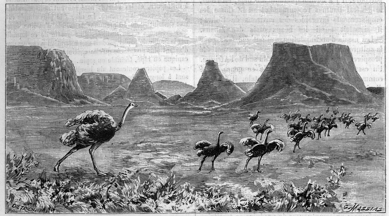 Strutsfri i södra Afrika. Gravyr från 1895 efter teckning av Lichtenstein från 1804. av Unknown artist