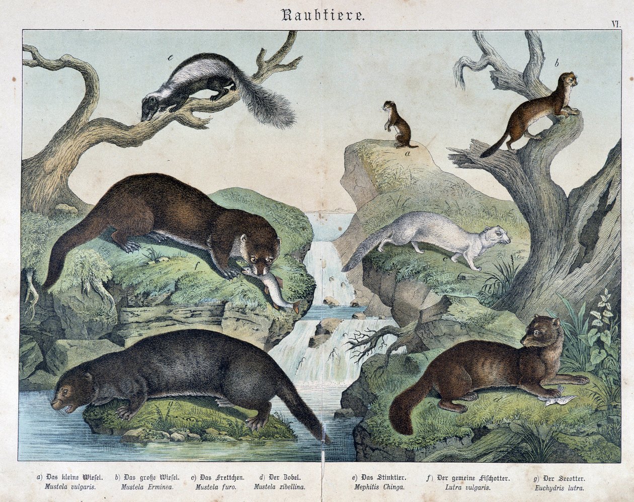 Uttrar, illrar, vesslor... - i "Natural histories of mammals"", red. Schreiber av Unknown artist