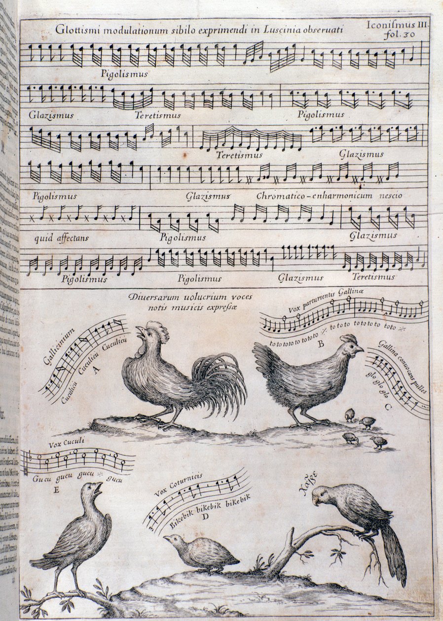 Sida från Musurgia (1650) av Unknown artist