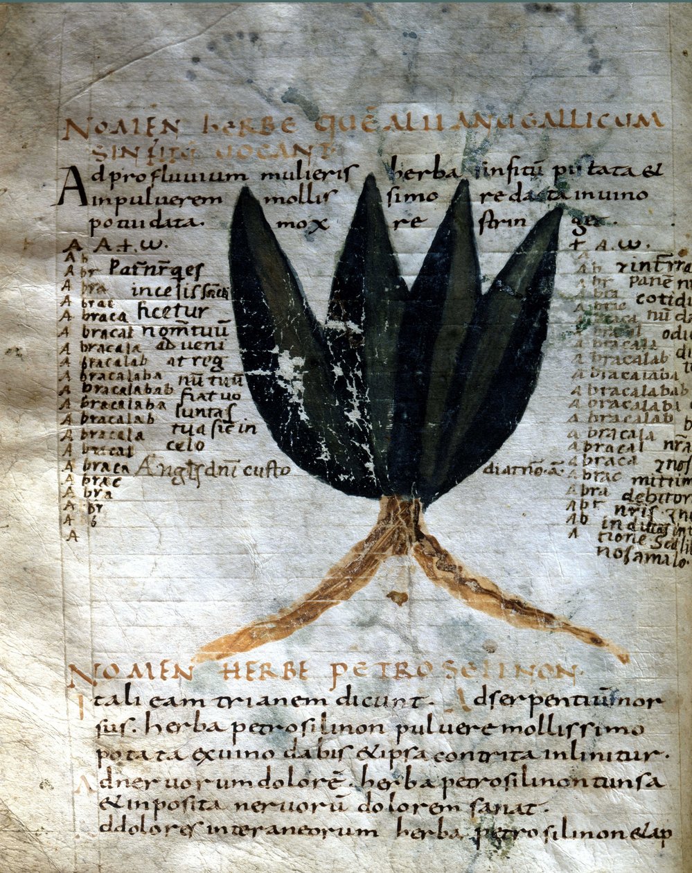 Sida i manuskriptet av Apulee (Lucius Apuleius) (ca 125-ca 180), "På örternas styrka", 800- eller 900-talet. Lucca, statsbiblioteket. av Unknown artist