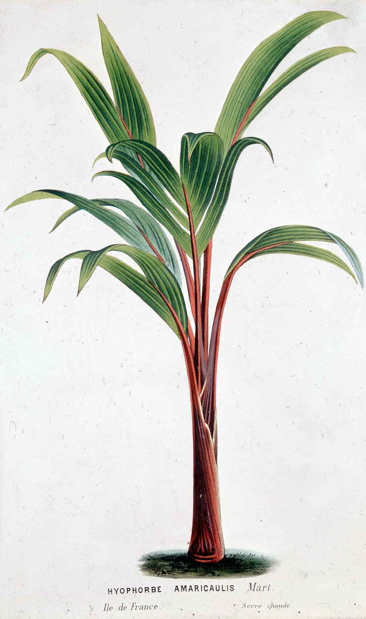 Palm Hyophorbe Amaricaulis (Mauritius) - Botanisk tavla av Unknown artist