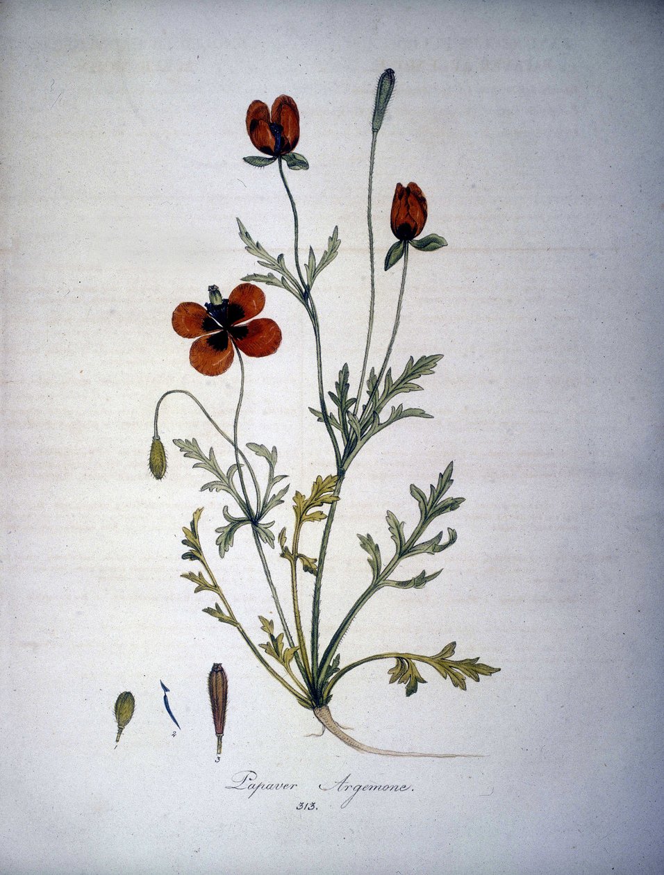 Papaver Argemone (blomma och växt av vallmo argemone). 1800-tals herbarium. av Unknown artist