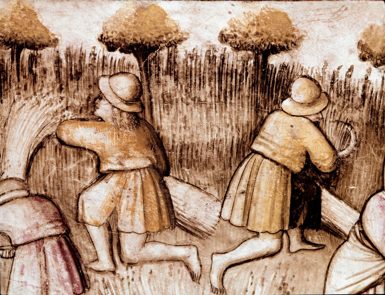Bönder som klipper bles Miniatyr från codex 212 (eller Padovano Codice eller Bible of Padua) 1390-1400 Rovigo, Accademia dei Concordi av Unknown artist