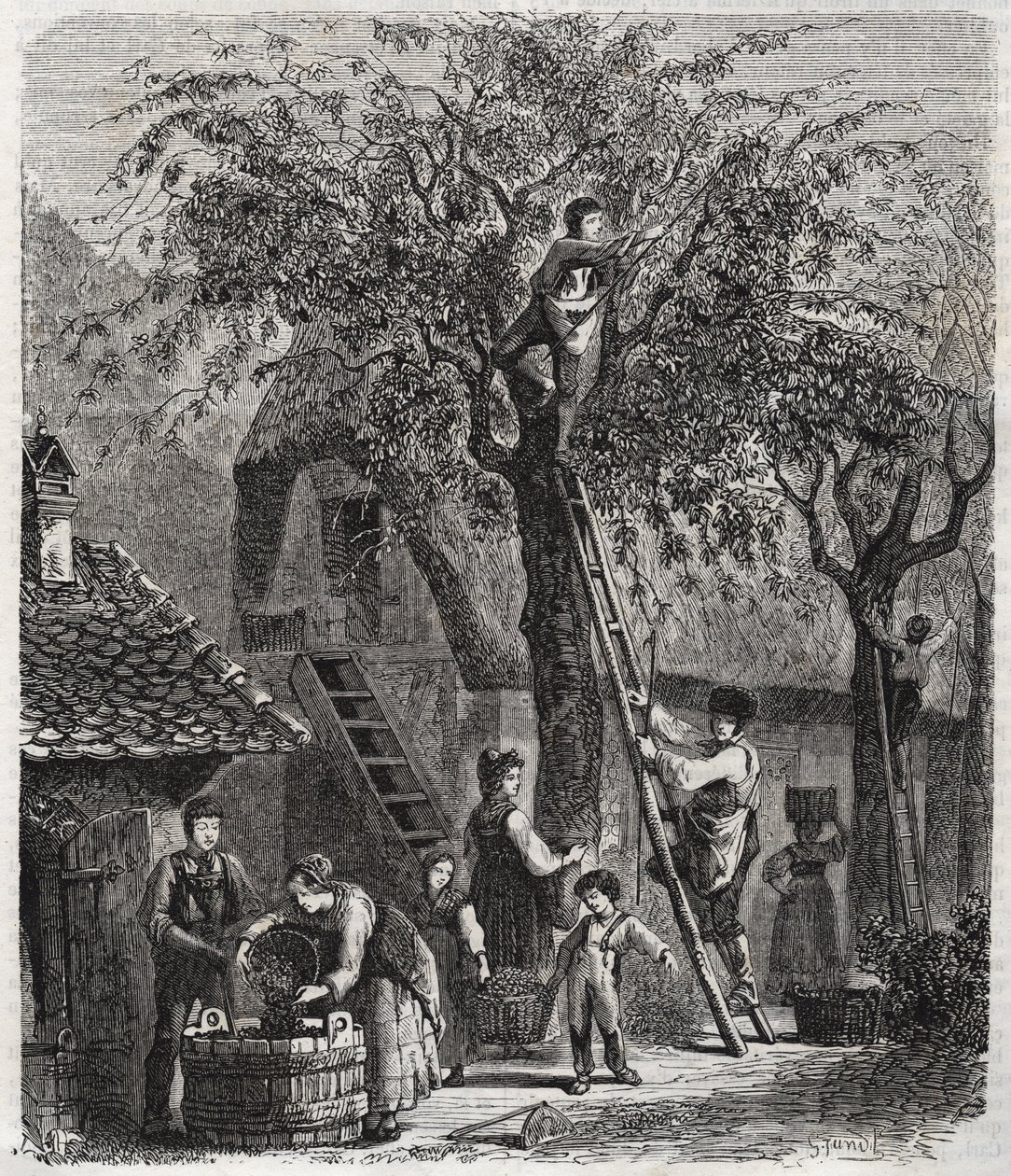 Plocka körsbär - Plocka körsbär - gravyr av 1860 - av Unknown artist