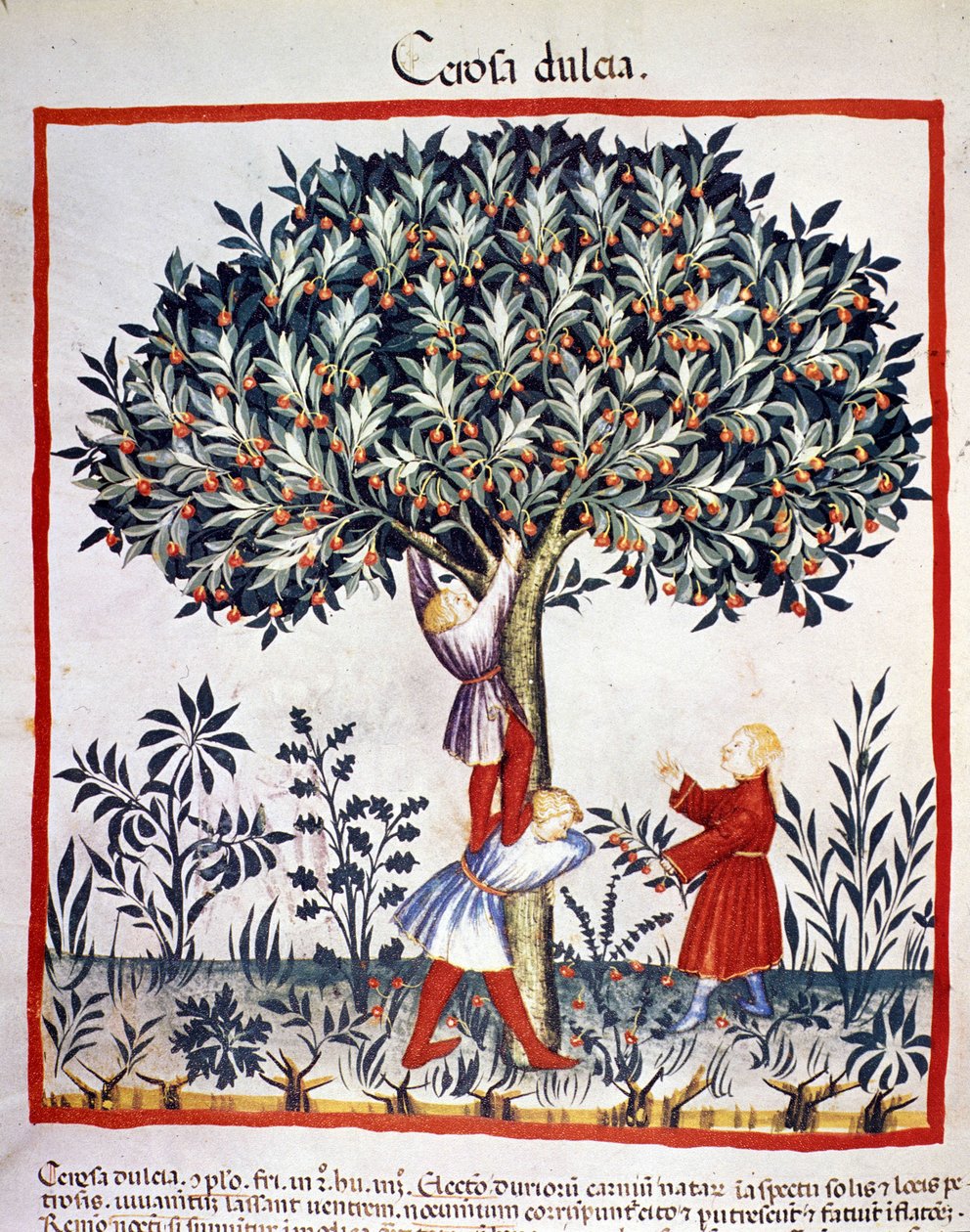 Plocka körsbär. Belysning från mjölkning av medicin och diet "" Tacuinum sanitatis"" av Unknown artist
