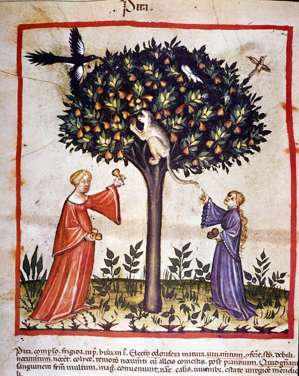 Plocka päron. Belysning från mjölkning av medicin och diet "" Tacuinum sanitatis"" av Unknown artist