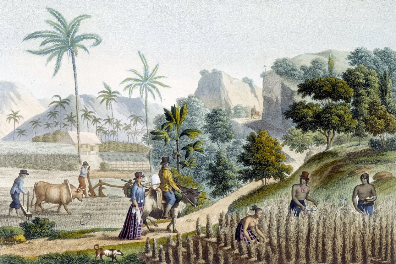 Pilling och plantering av ris på Guam Island (Mikronesien) av Unknown artist