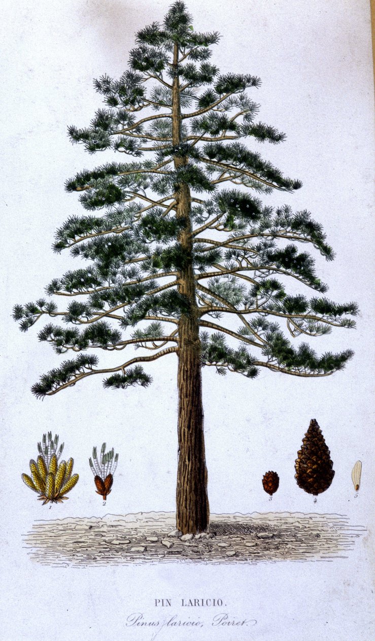 Pin Laricio - botanisk tavla av Unknown artist