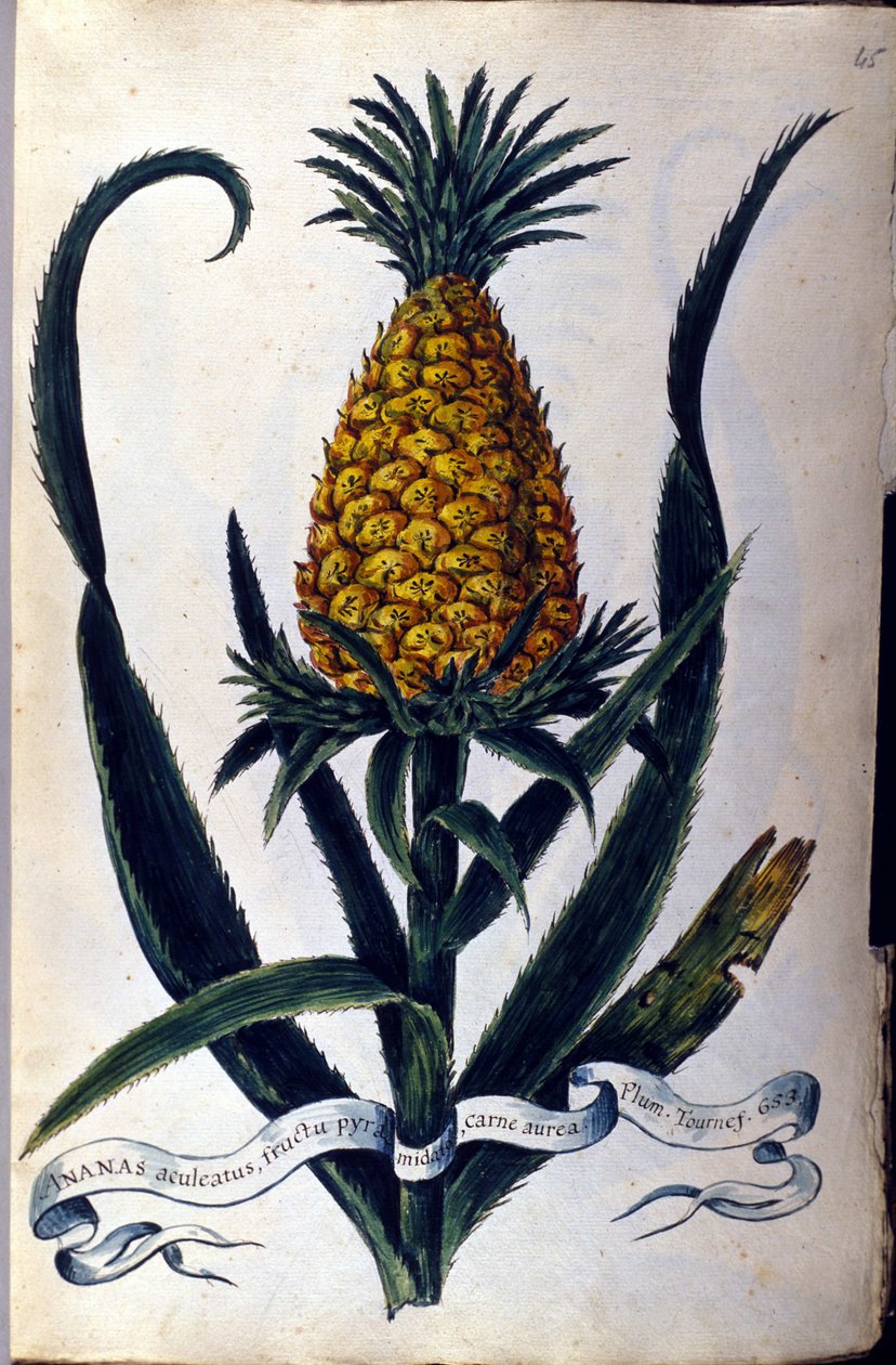 Ananas. 1800-talets botaniska tavla. av Unknown artist