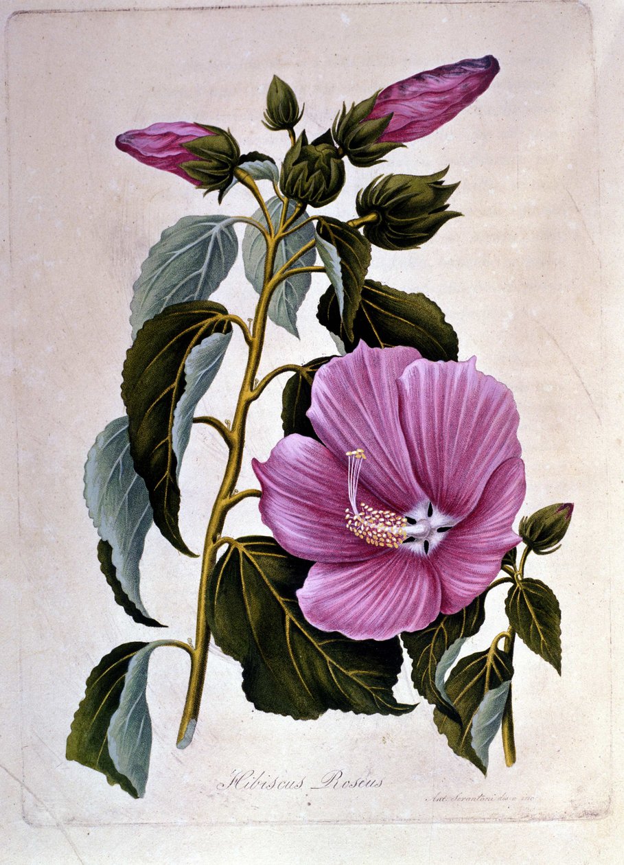Rosa ibiscus. Botanisk styrelse. Gravyr. av Unknown artist