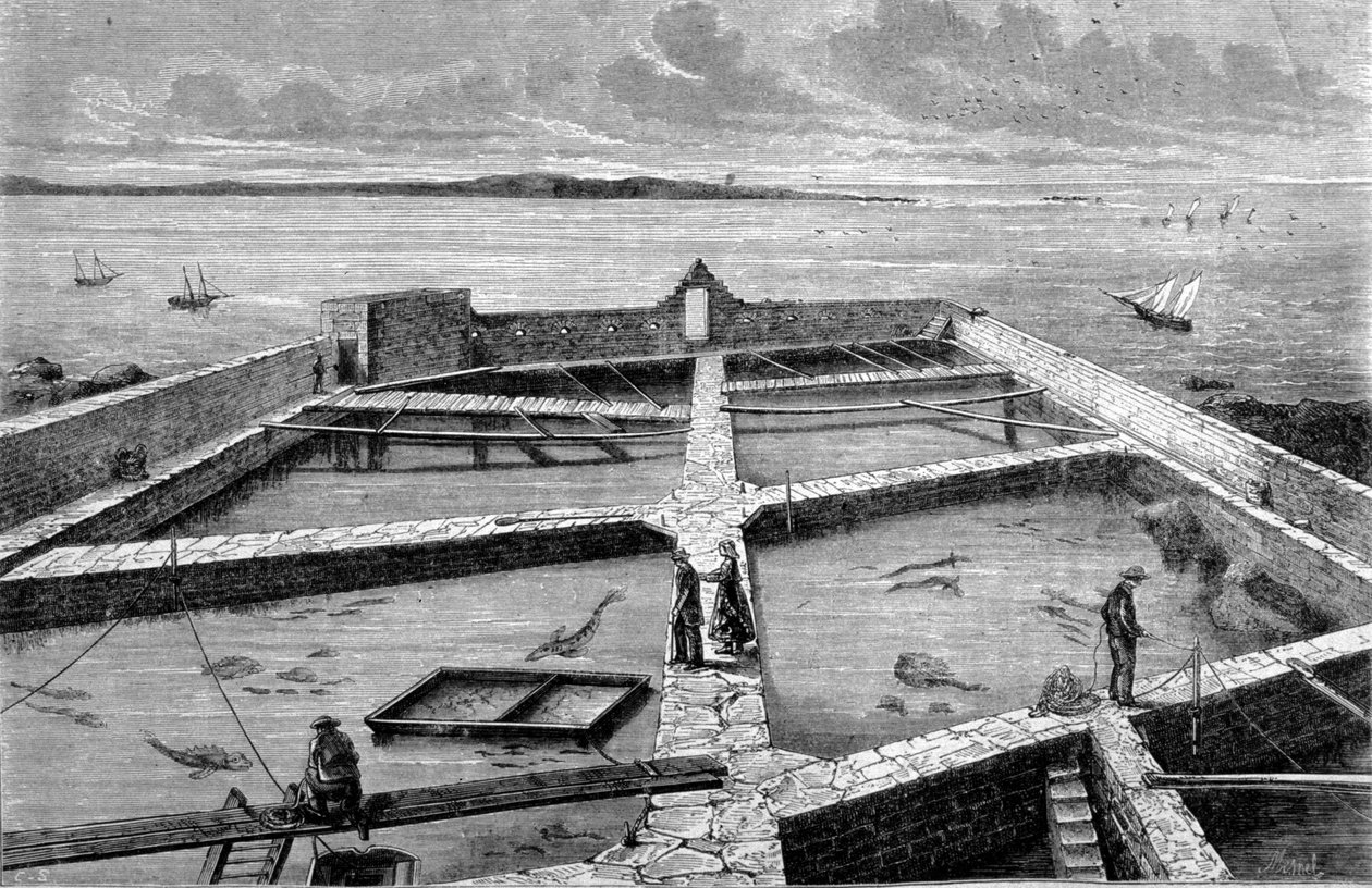 Fiskodling i Concarneau. Gravyr från 1860. av Unknown artist